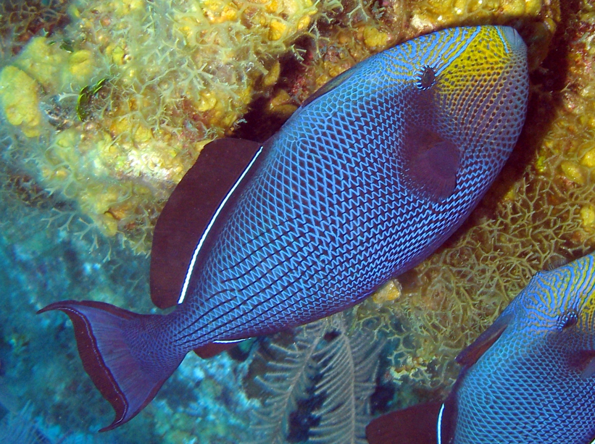 Melichthys niger